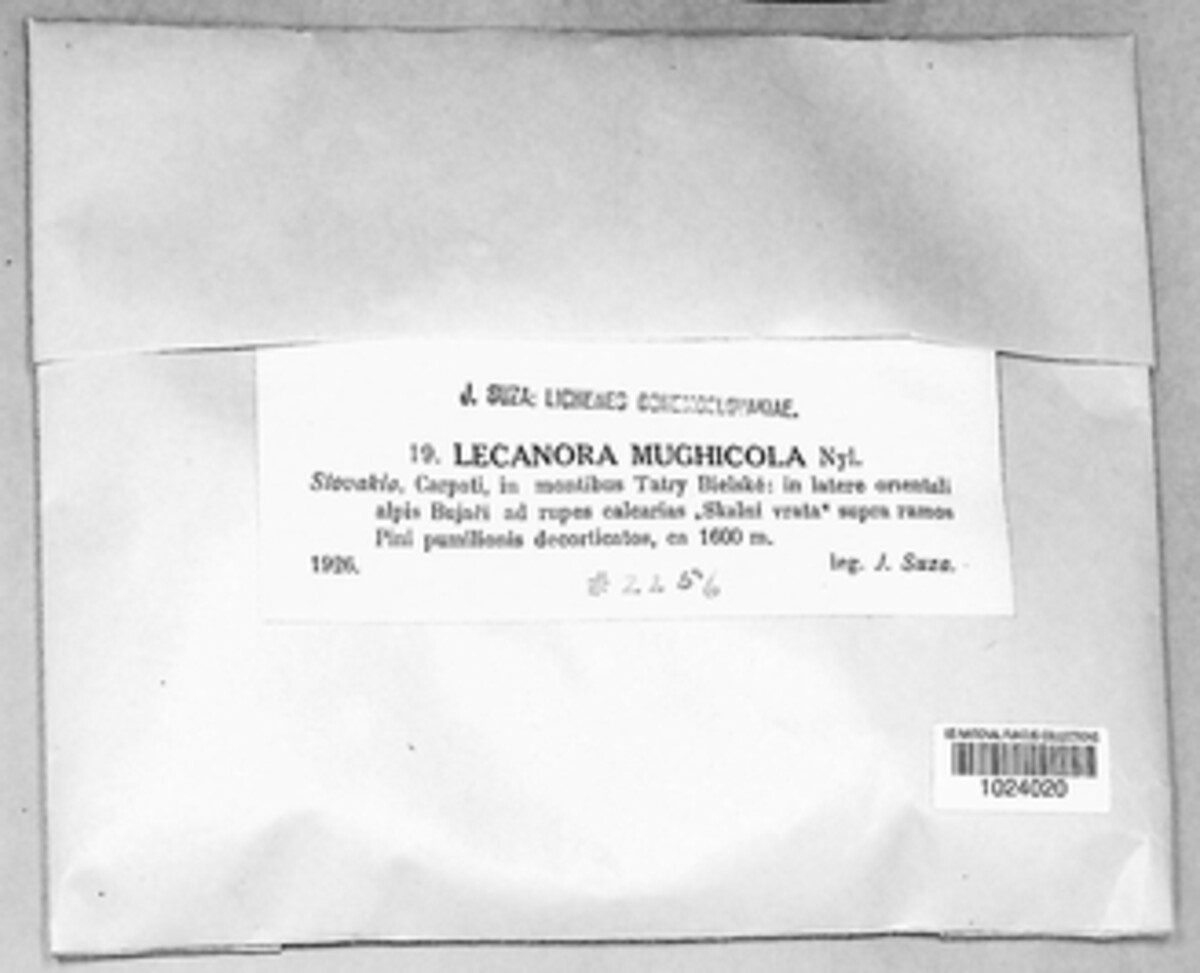 Lecanora mughicola image